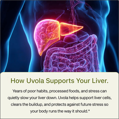 Avero Milk Thistle Support
